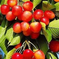 Черешня Брянская розовая ОКС