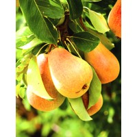 Груша Дюшес Московский Садовый ОКС