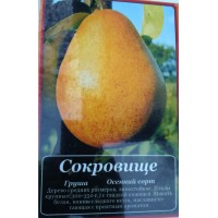 Груша Сокровище ОКС