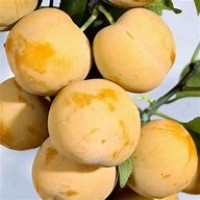 Слива Медовая ОКС