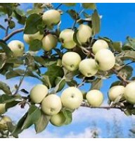 Яблоня Белый налив ОКС
