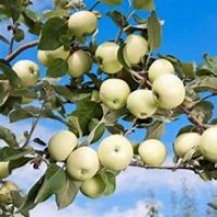 Яблоня Белый налив ОКС