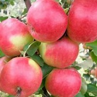 Яблоня Жигулевское ОКС