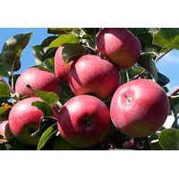 Яблоня Лобо ОКС