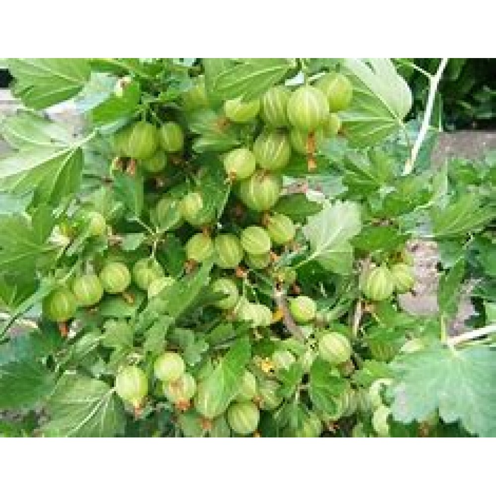 Орех грецкий Великан ОКС