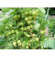 Орех грецкий Великан ОКС