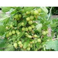 Орех грецкий Великан ОКС