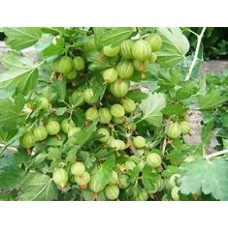 Орех грецкий Великан ОКС