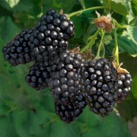 Ежевика Натчез ОКС