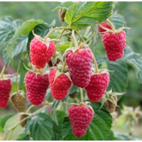 Малина ремонтантная Херитейдж ОКС