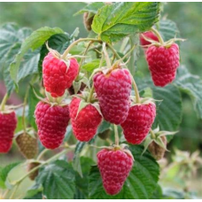 Малина ремонтантная Херитейдж ОКС