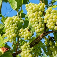 Виноград Алешенькин ОКС