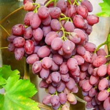 Виноград Кишмиш лучистый ОКС