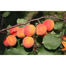 Абрикос Монастырский