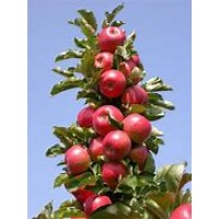Яблоня колоновидная Васюган ОКС
