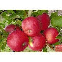 Яблоня Уэлси