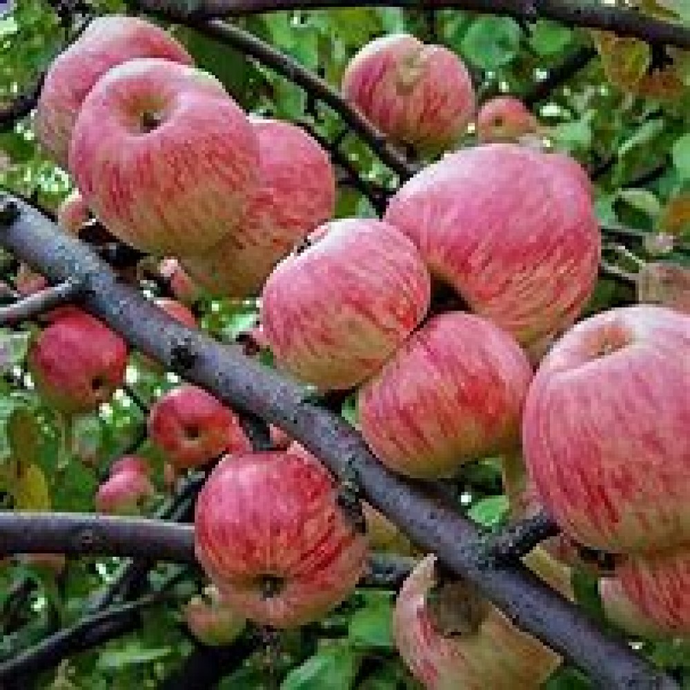 Яблоня Мелба Яблоня Мелба