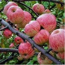 Яблоня Мелба