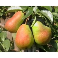 Груша Кафедральная ОКС