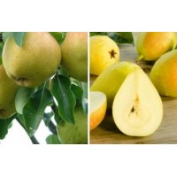 Груша Москвичка