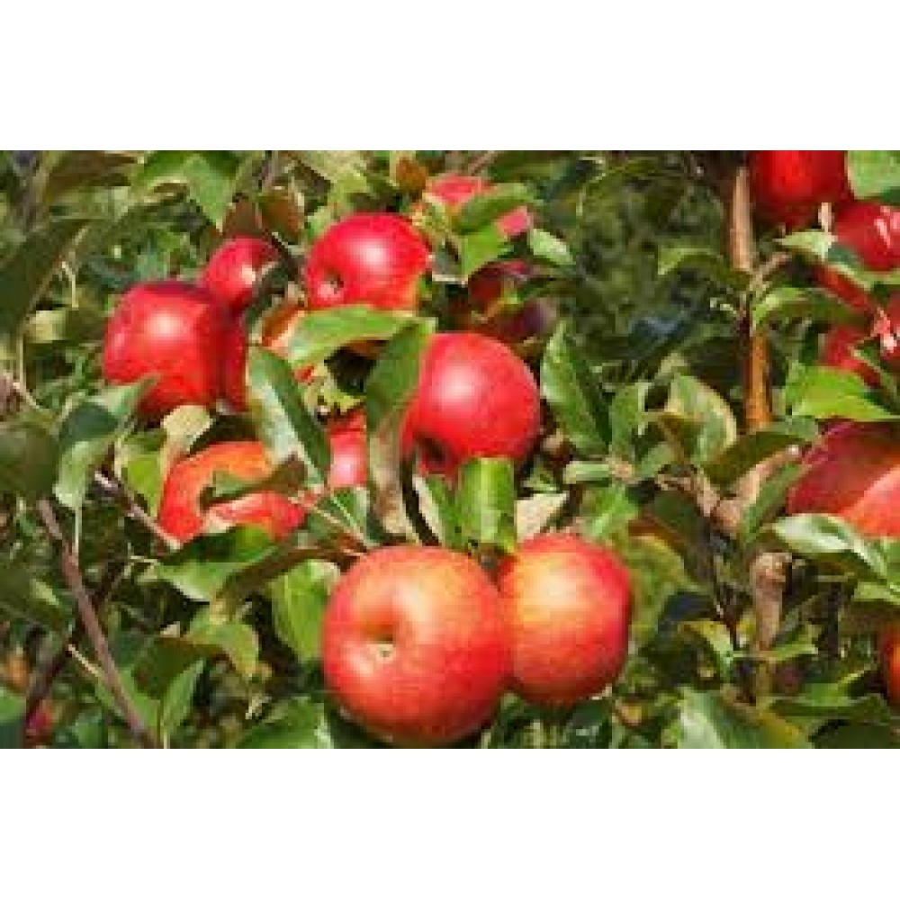 Яблоня Хоней Крисп (Медовый хруст) ОКС