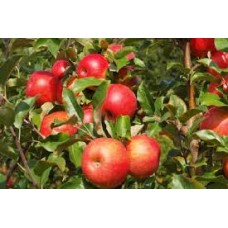 Яблоня Хоней Крисп (Медовый хруст) ОКС