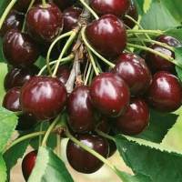 Вишня Шоколадница ОКС