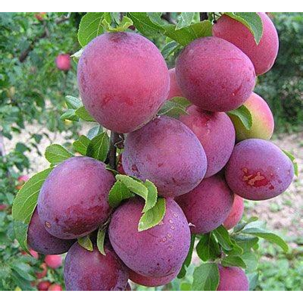 Алыча Шатер