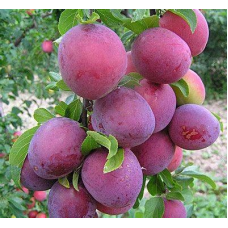 Алыча Шатер