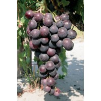 Виноград Кардинал ОКС