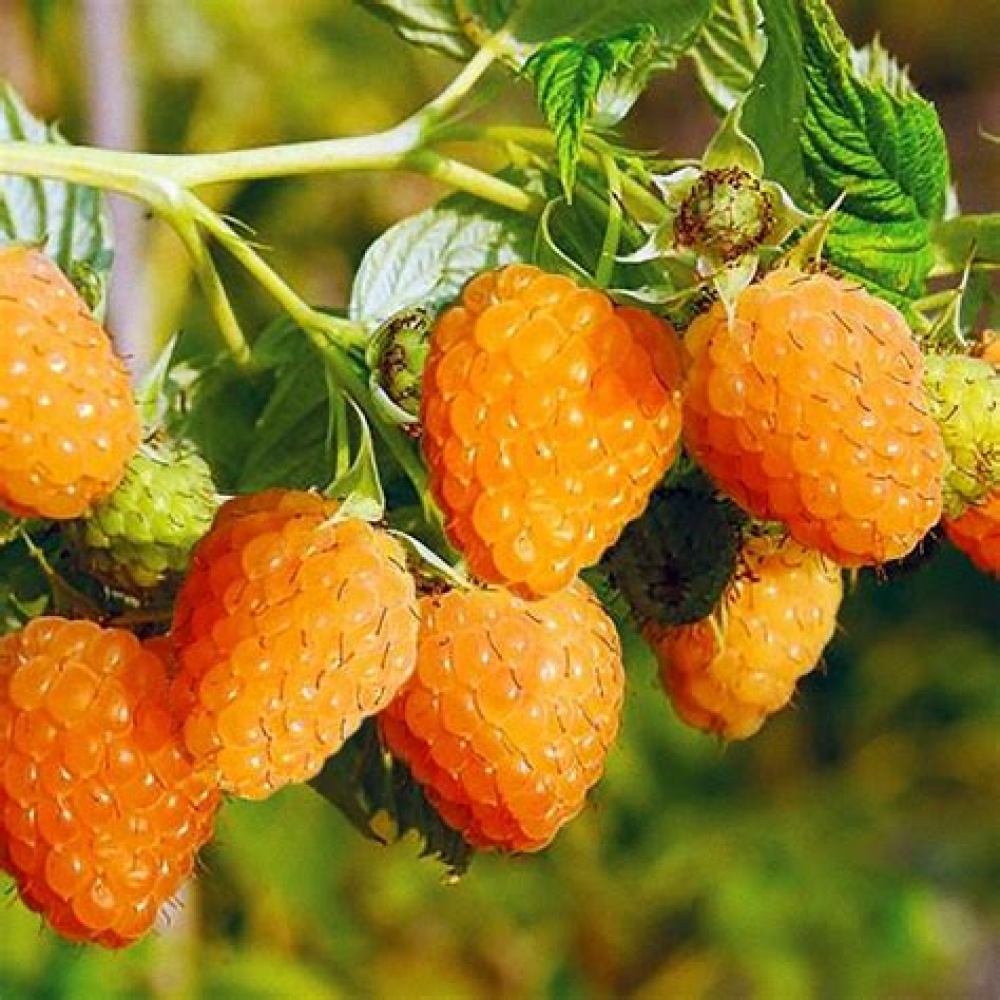 Малина Золотые купола (коробка) Малина Золотые купола (коробка)