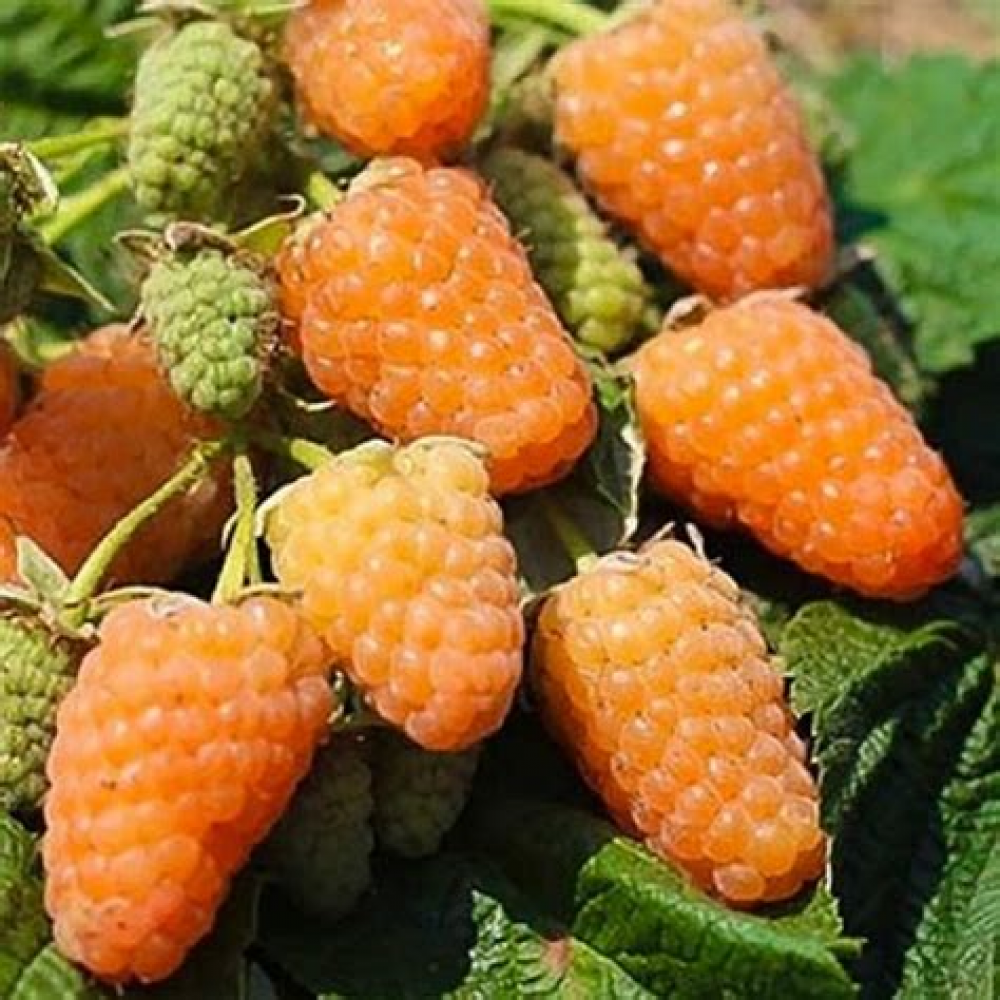 Малина Оранжевое чудо (коробка)