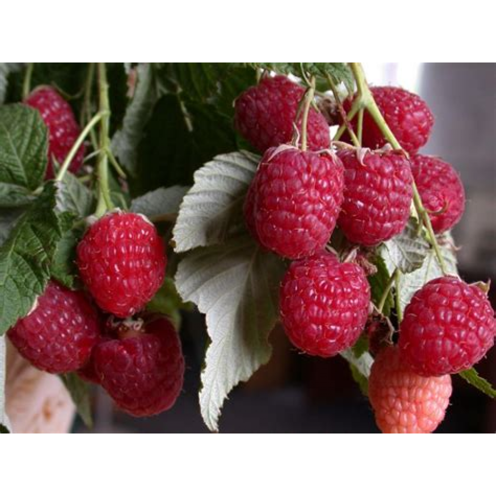 Малина Гусар ОКС Малина Гусар ОКС