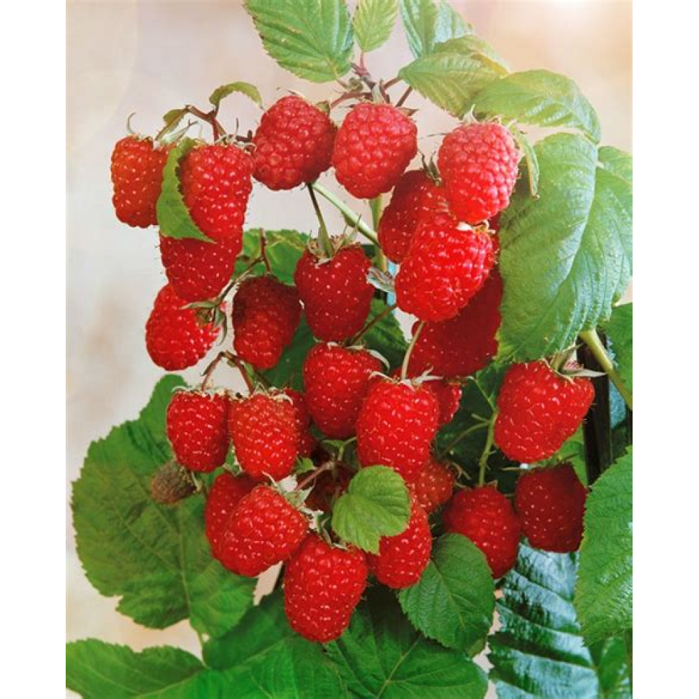 Малина Метеор ОКС Малина Метеор ОКС