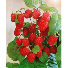 Малина Метеор ОКС