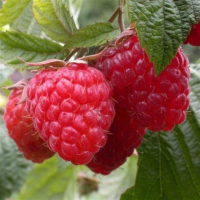 Малина Гордость России ОКС