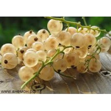 Смородина белая Версальская ОКС