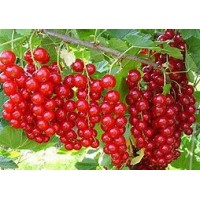 Смородина красная Щедрая ЗКС