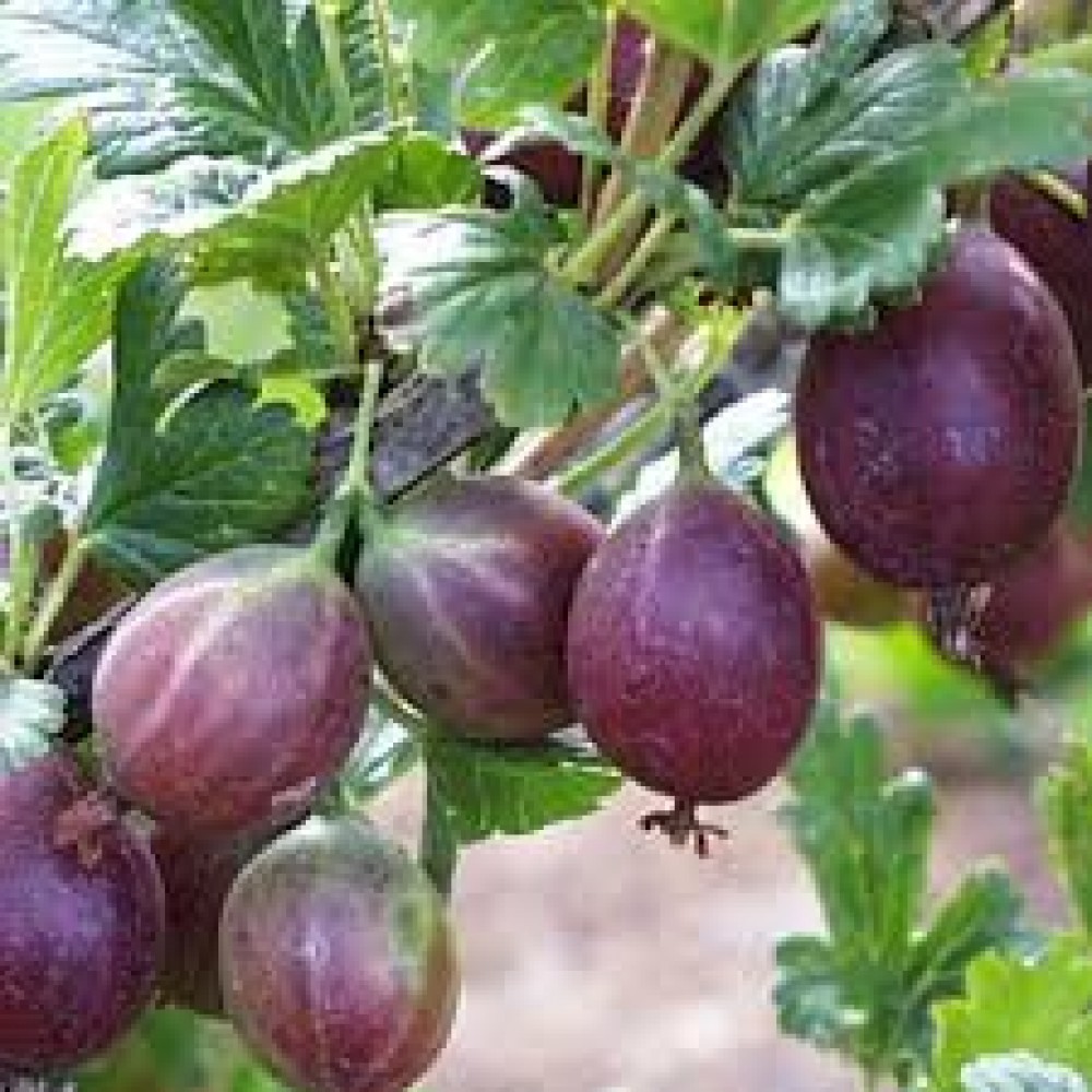 Крыжовник без шипов Грушенька ОКС