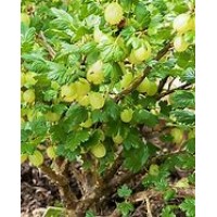 Крыжовник Малахит ОКС