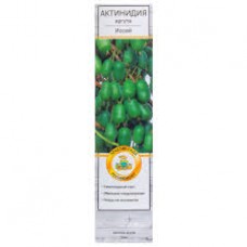 Актинидия аргута Иссей (коробка)