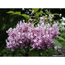 Сирень Персидская