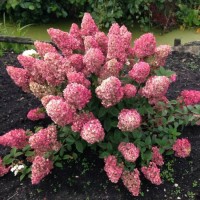 Гортензия метельчатая Сандей Фрейз ЗКС