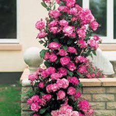 Роза Хэндэль плетистая (коробка)