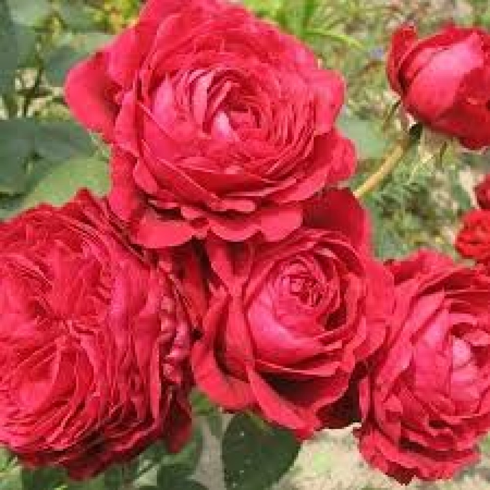 Роза 4-х ветров флорибунда (коробка)