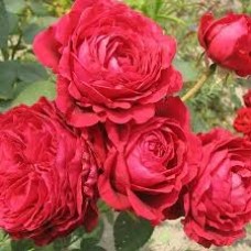 Роза 4-х ветров флорибунда (коробка)