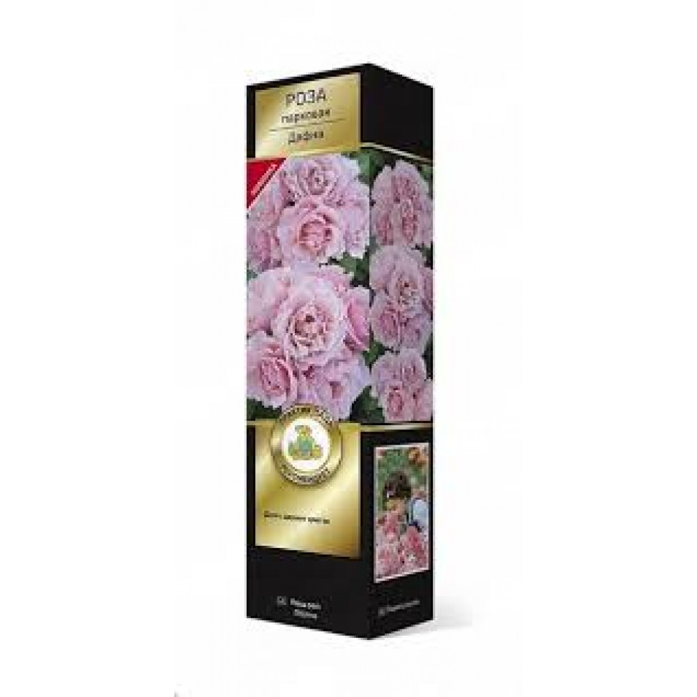 Роза Дафна парковая (коробка)