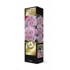 Роза Дафна парковая (коробка)