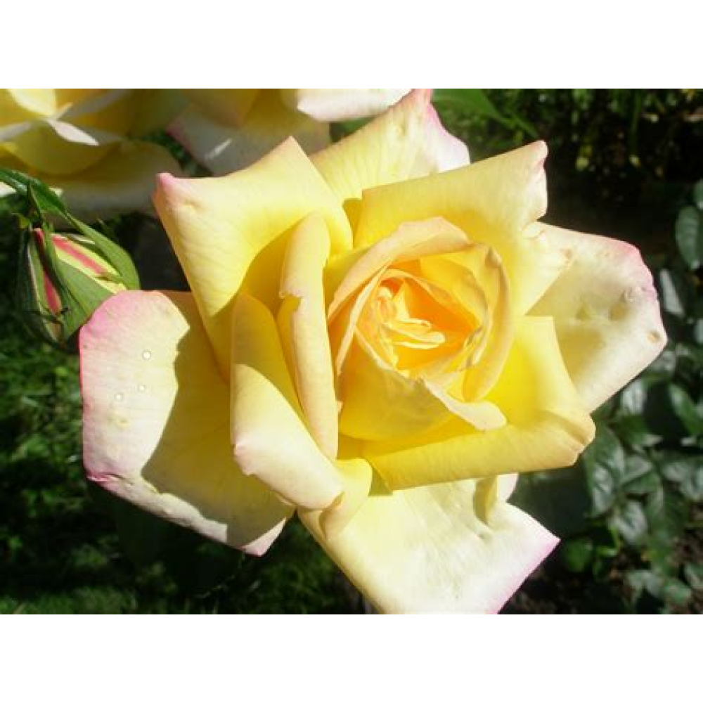 Роза Глория Дей