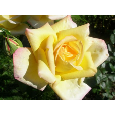 Роза Глория Дей